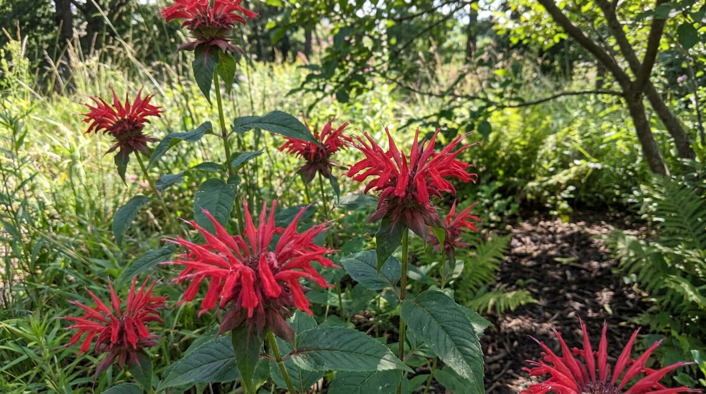 Scarlet Bee Balm growing in a garden