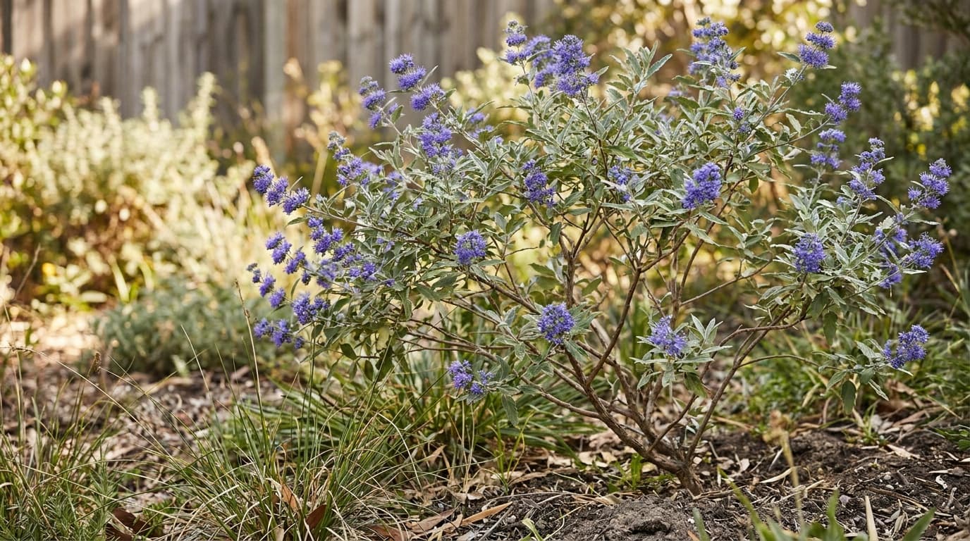 Bluebeard growing in a garden