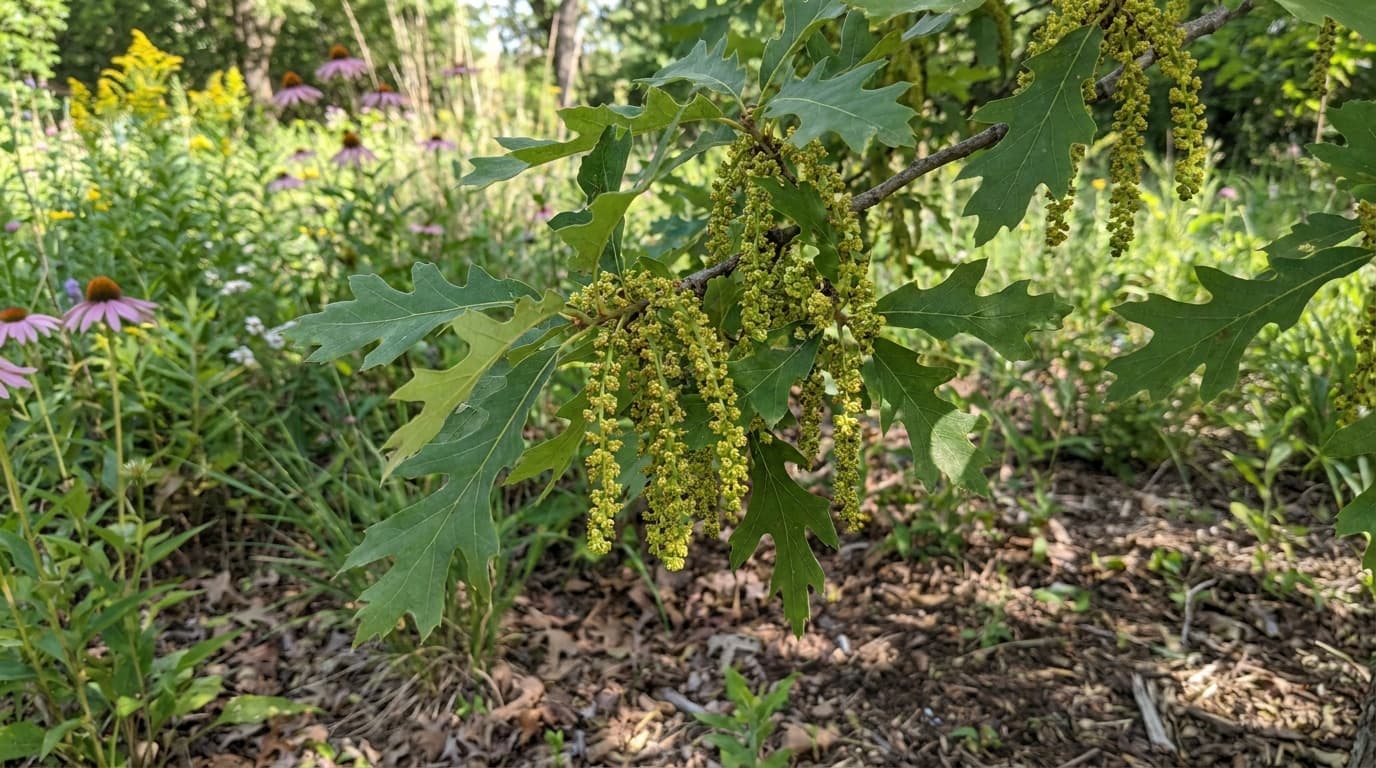 Bur Oak growing in a garden