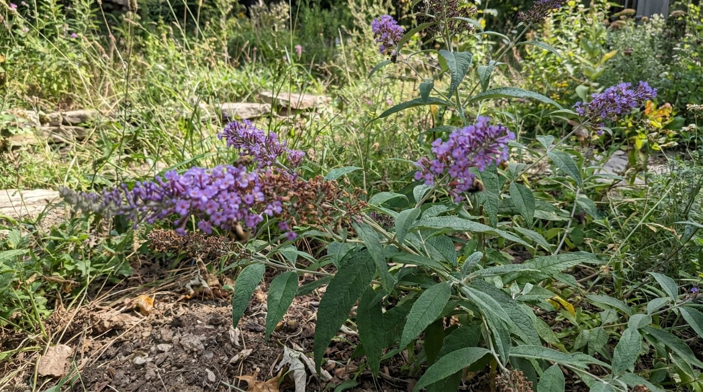 Butterfly Bush growing in a garden