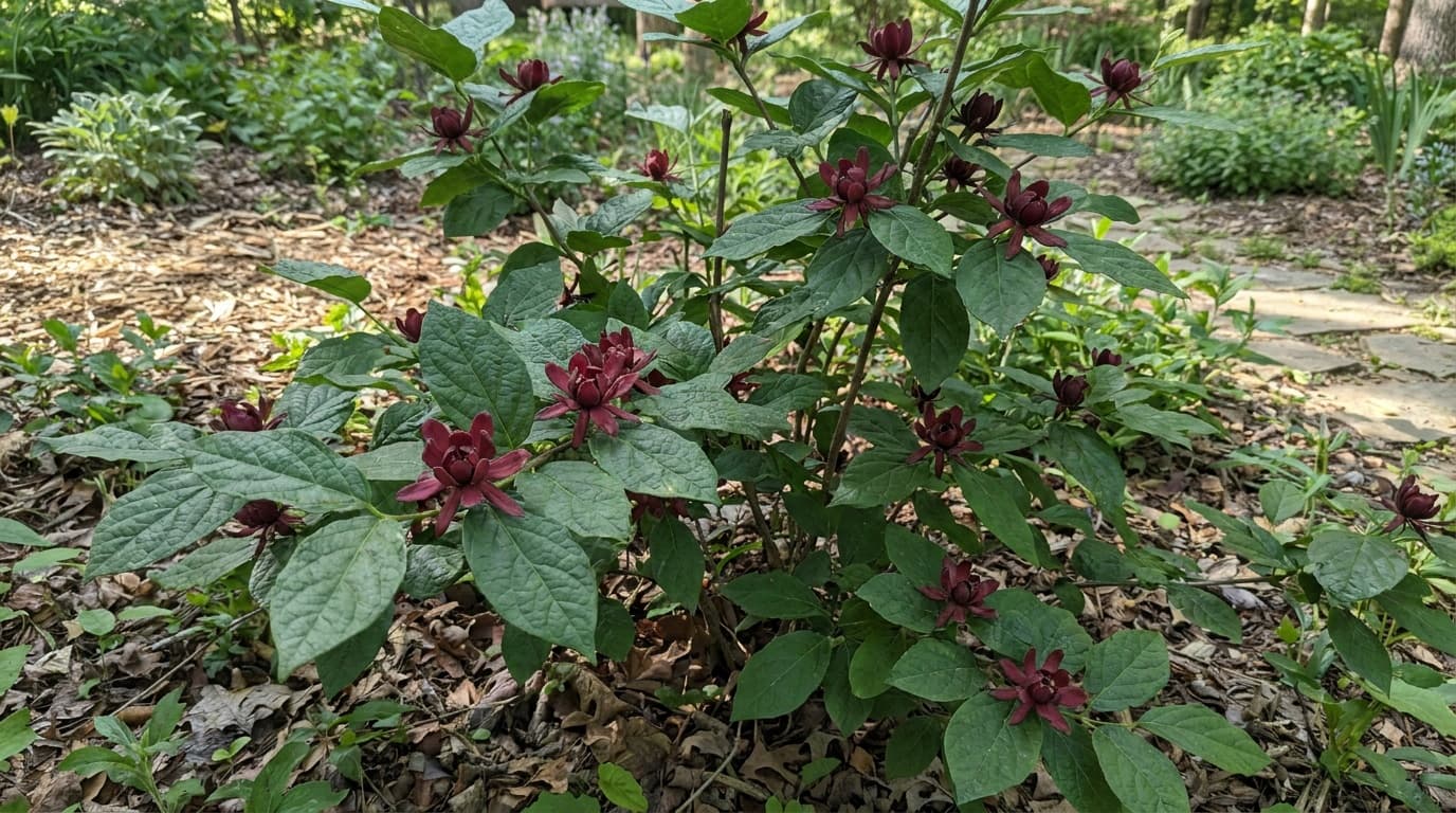 Carolina Allspice growing in a garden