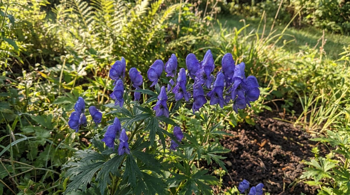 Common Monkshood growing in a garden