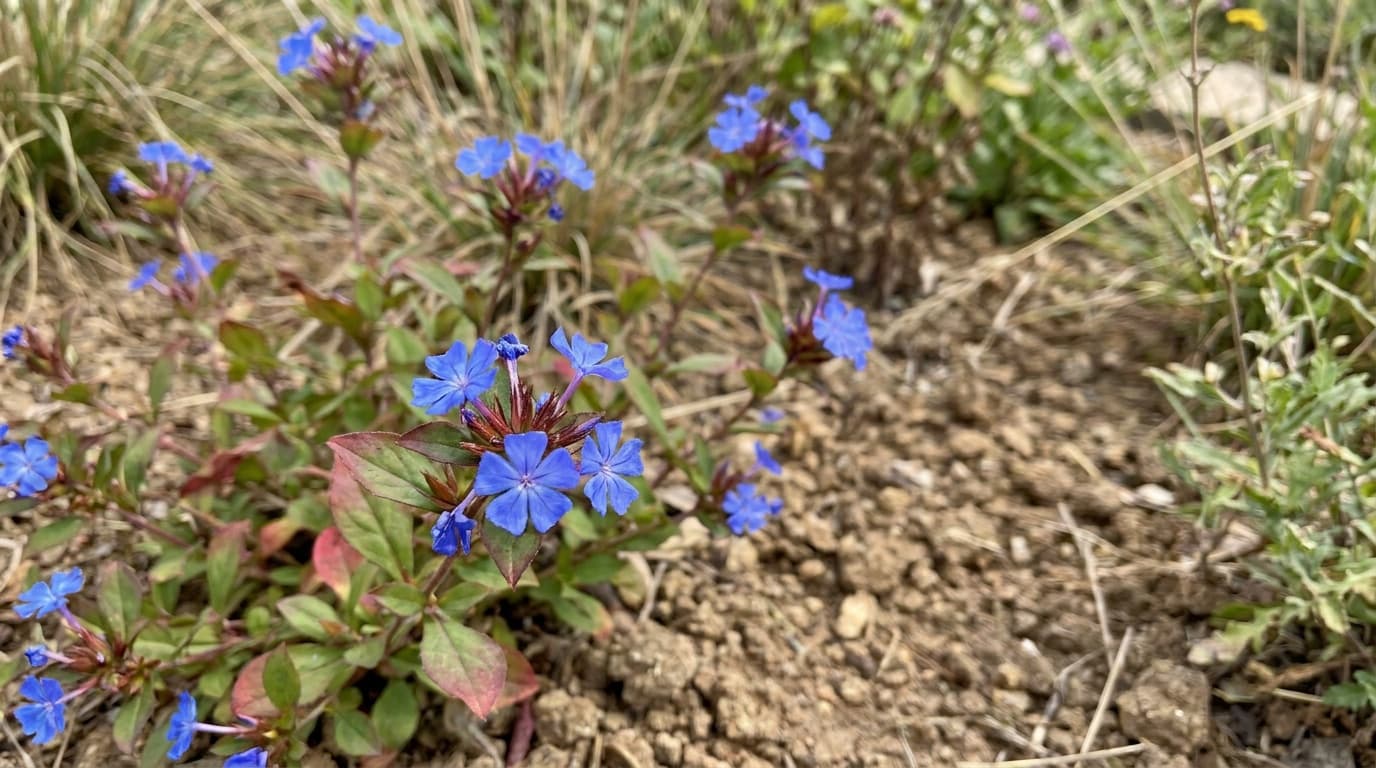 Hardy Plumbago growing in a garden