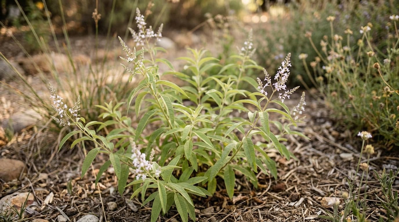Lemon Verbena growing in a garden