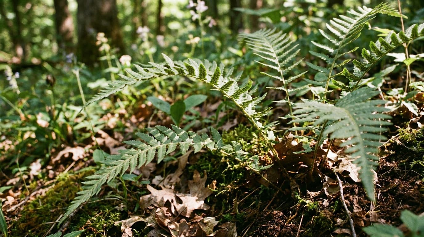 Marginal Wood Fern growing in a garden