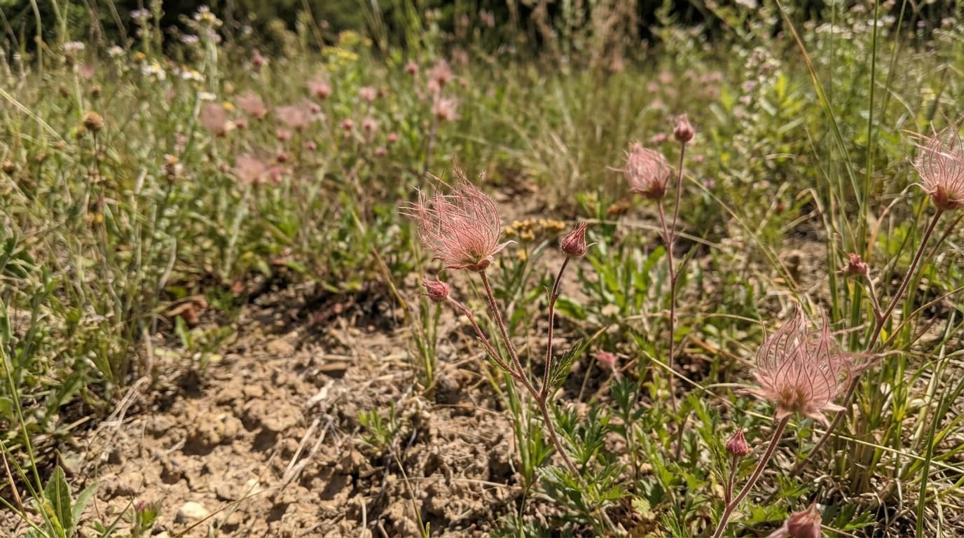 Prairie Smoke growing in a garden