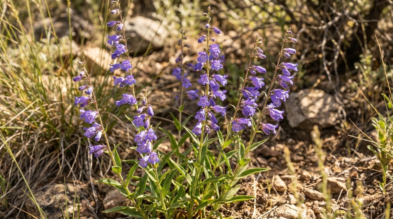 Rocky Mountain Penstemon growing in a garden