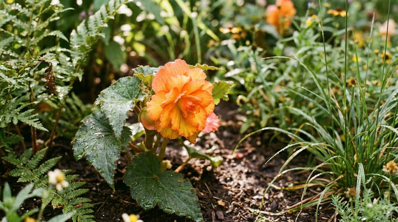 Tuberous Begonia growing in a garden