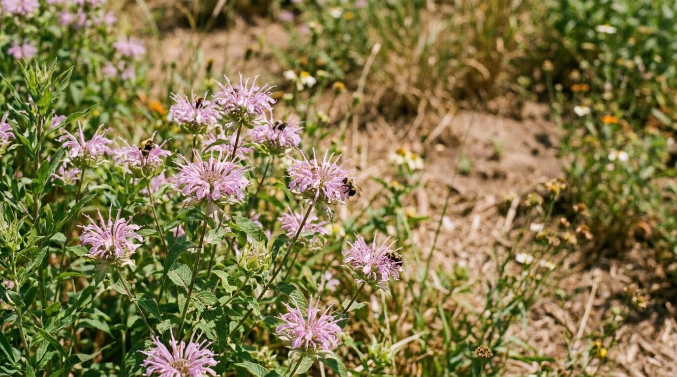 Wild Bergamot growing in a garden