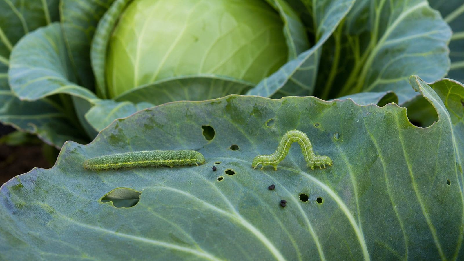 Imported cabbageworm and cabbage looper beside feeding holes on a cabbage leaf