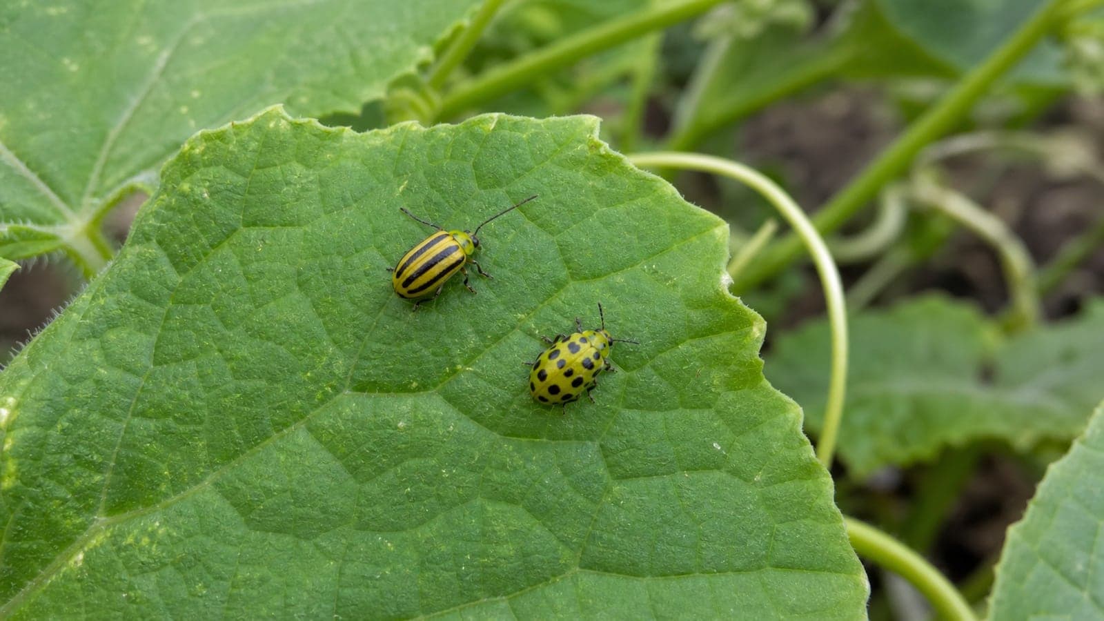 Striped and spotted cucumber beetles on garden plants