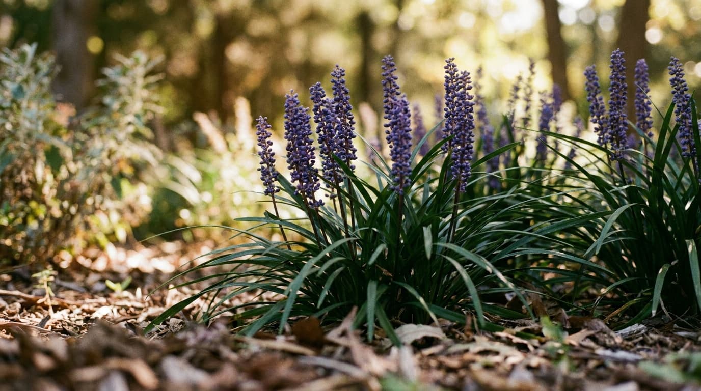 Big Blue Liriope growing in a garden