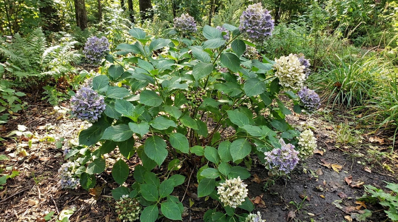 Bigleaf Hydrangea growing in a garden