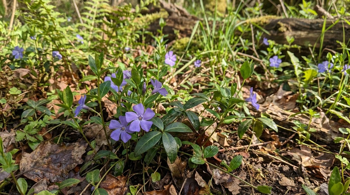Common Periwinkle growing in a garden