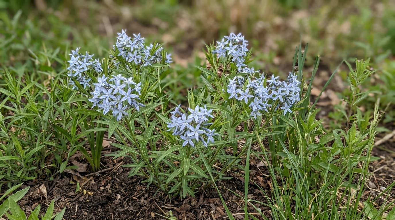 Eastern Bluestar growing in a garden