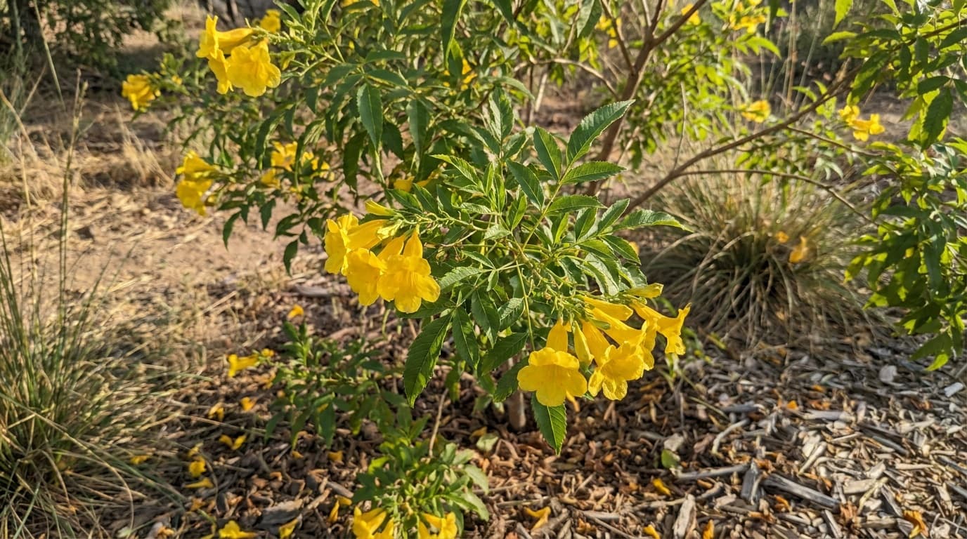 Esperanza growing in a garden