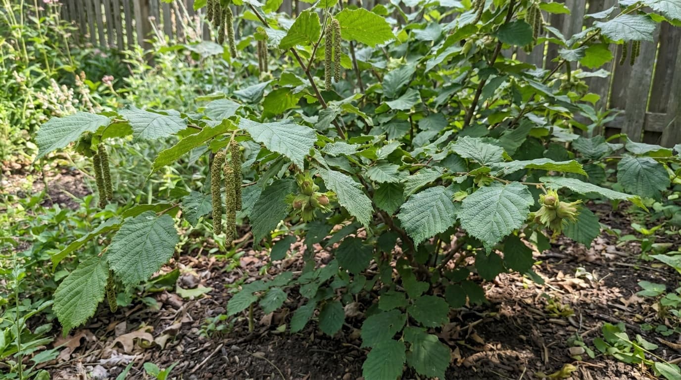 European Hazelnut growing in a garden