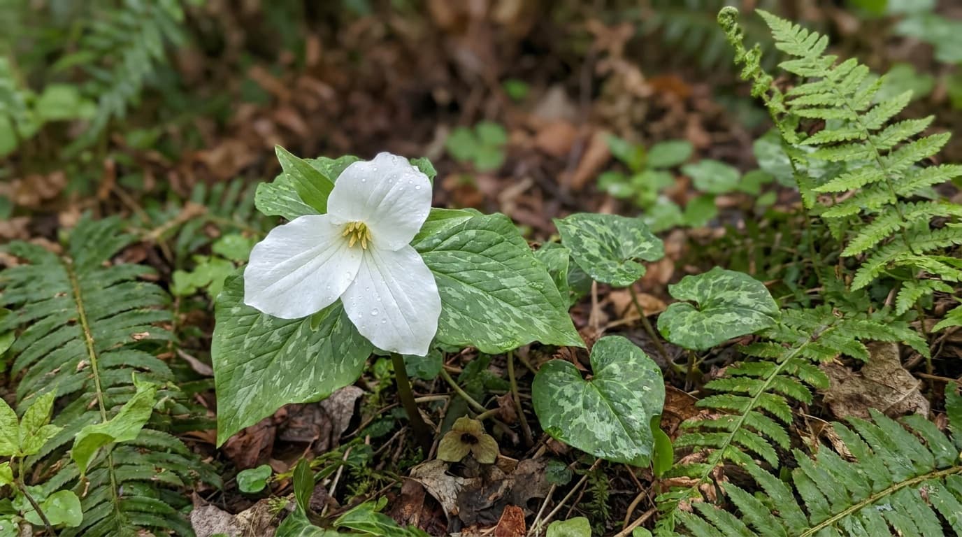 Great White Trillium growing in a garden