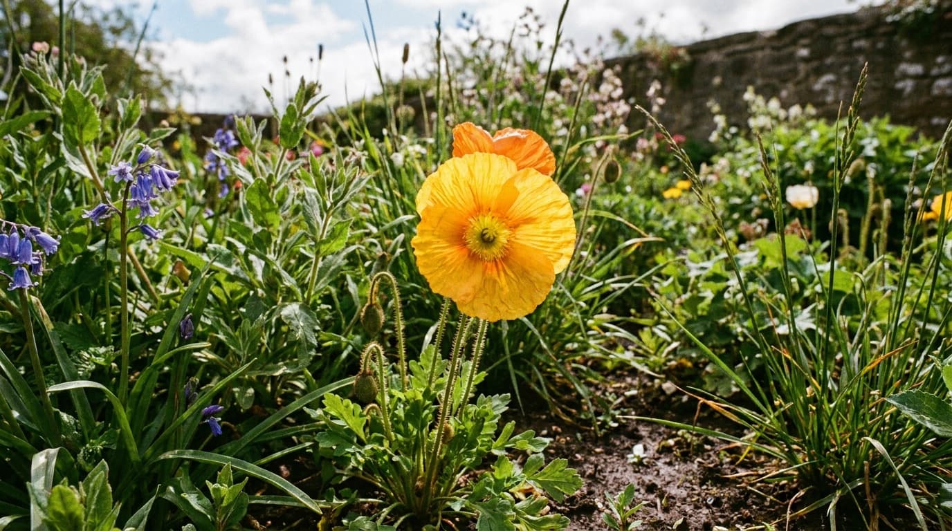 Iceland Poppy growing in a garden
