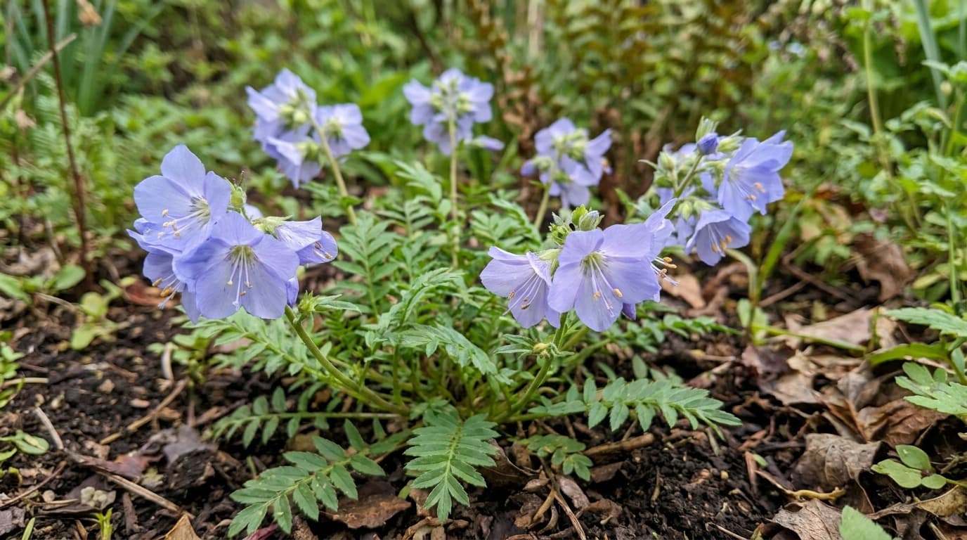 Jacob's Ladder growing in a garden