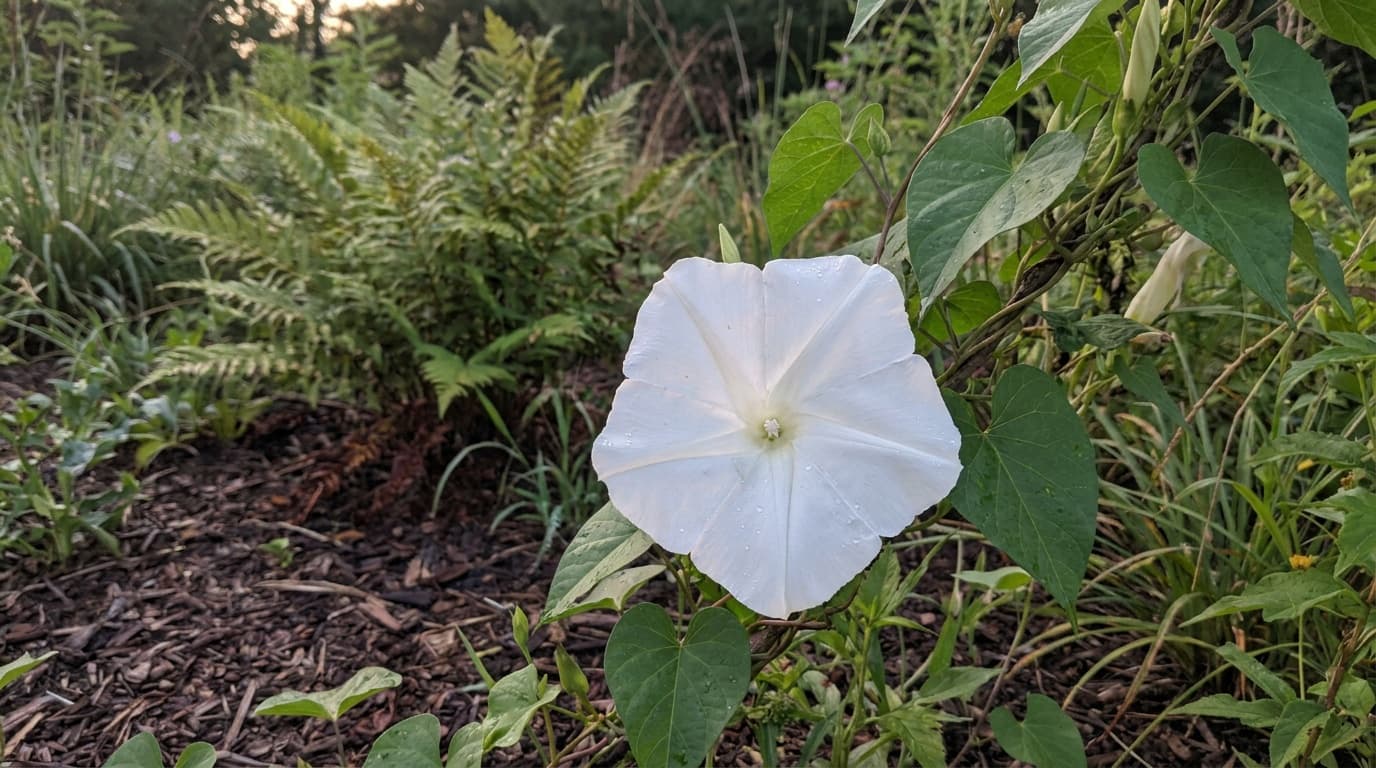 Moonflower growing in a garden