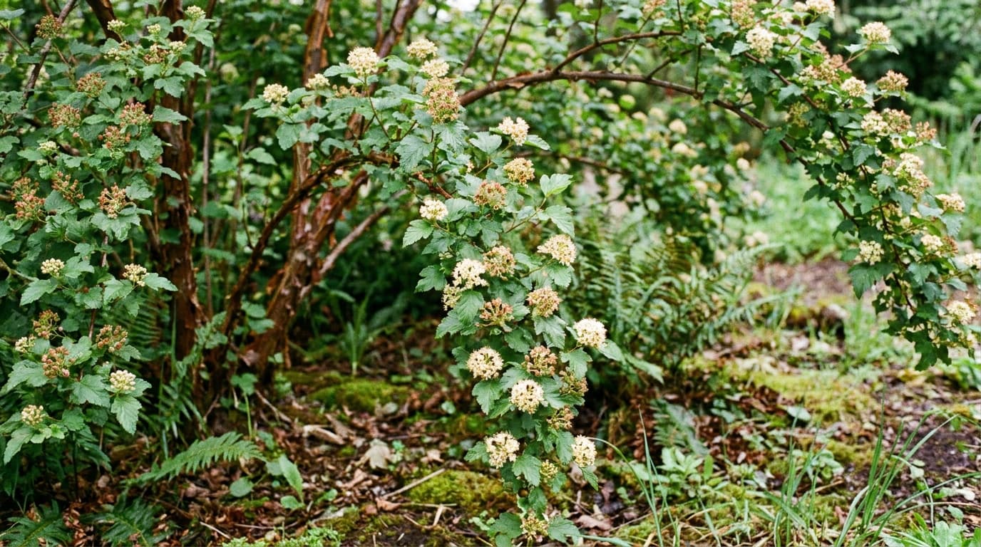 Pacific Ninebark growing in a garden