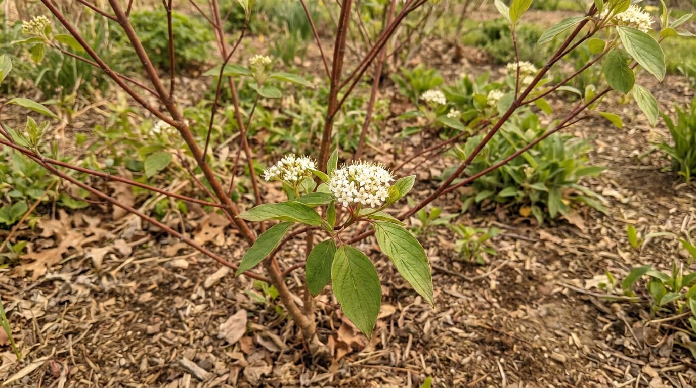 Red Twig Dogwood growing in a garden