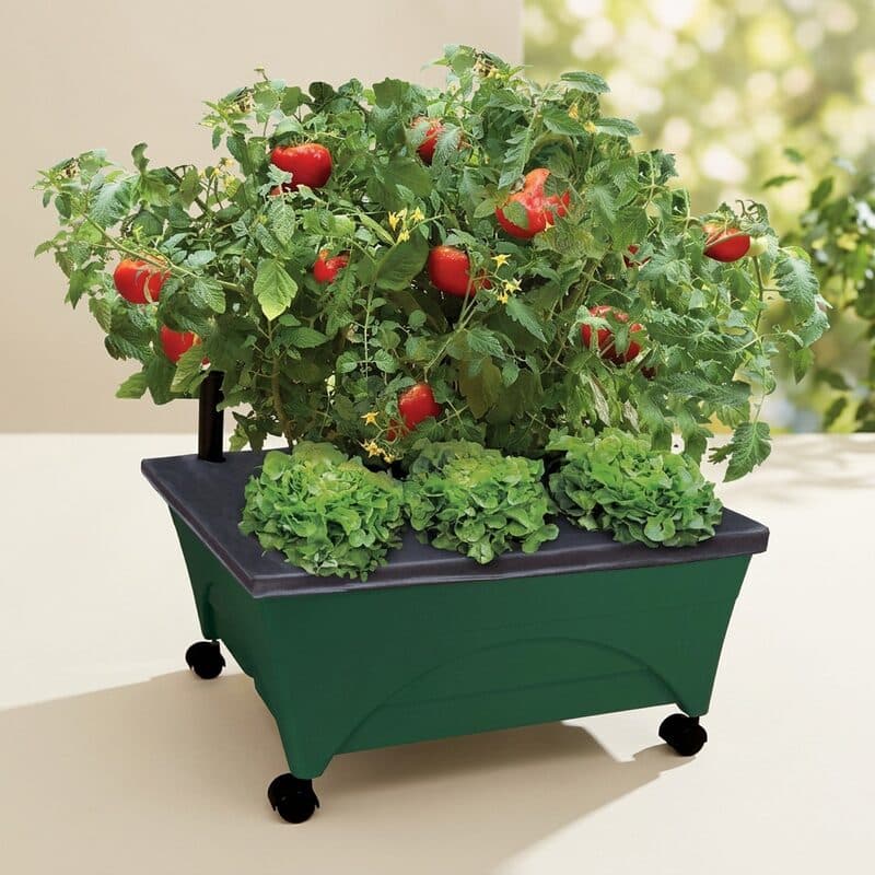 City Pickers Self-Watering Raised Garden Planter